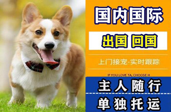 嘉义县宠物托运公司嘉义县宠物托运公司嘉义县宠物托运公司