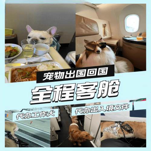 嘉义县宠物托运到白俄罗斯宠物入境规定和要求